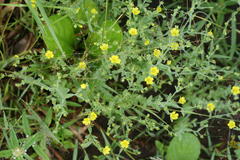 Linum mysurense